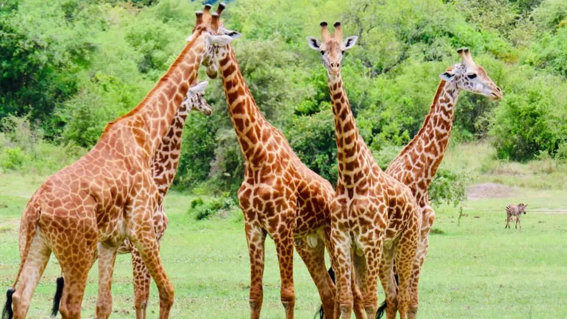 Arusha National Park Safari: Wildlife, forests, lakes and mountain views—just outside Arusha.