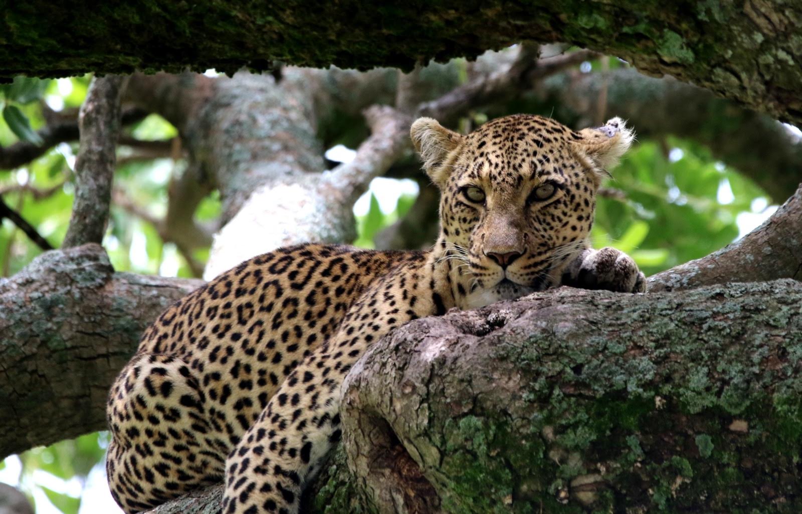 Experience the Serengeti: Wildlife, Wilderness & the Great Migration
