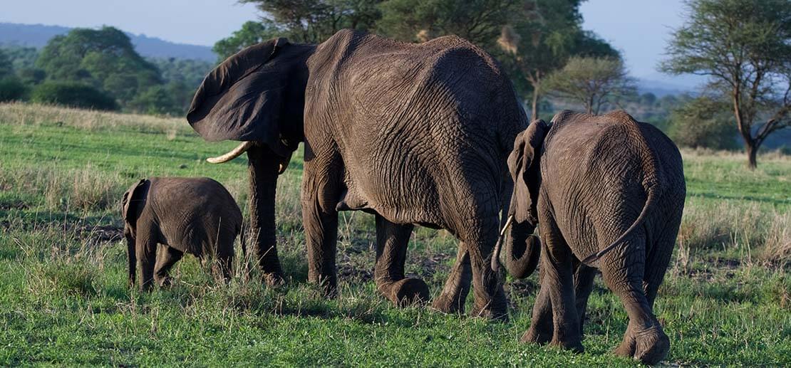 Three elephants walking at Tarangire National Park