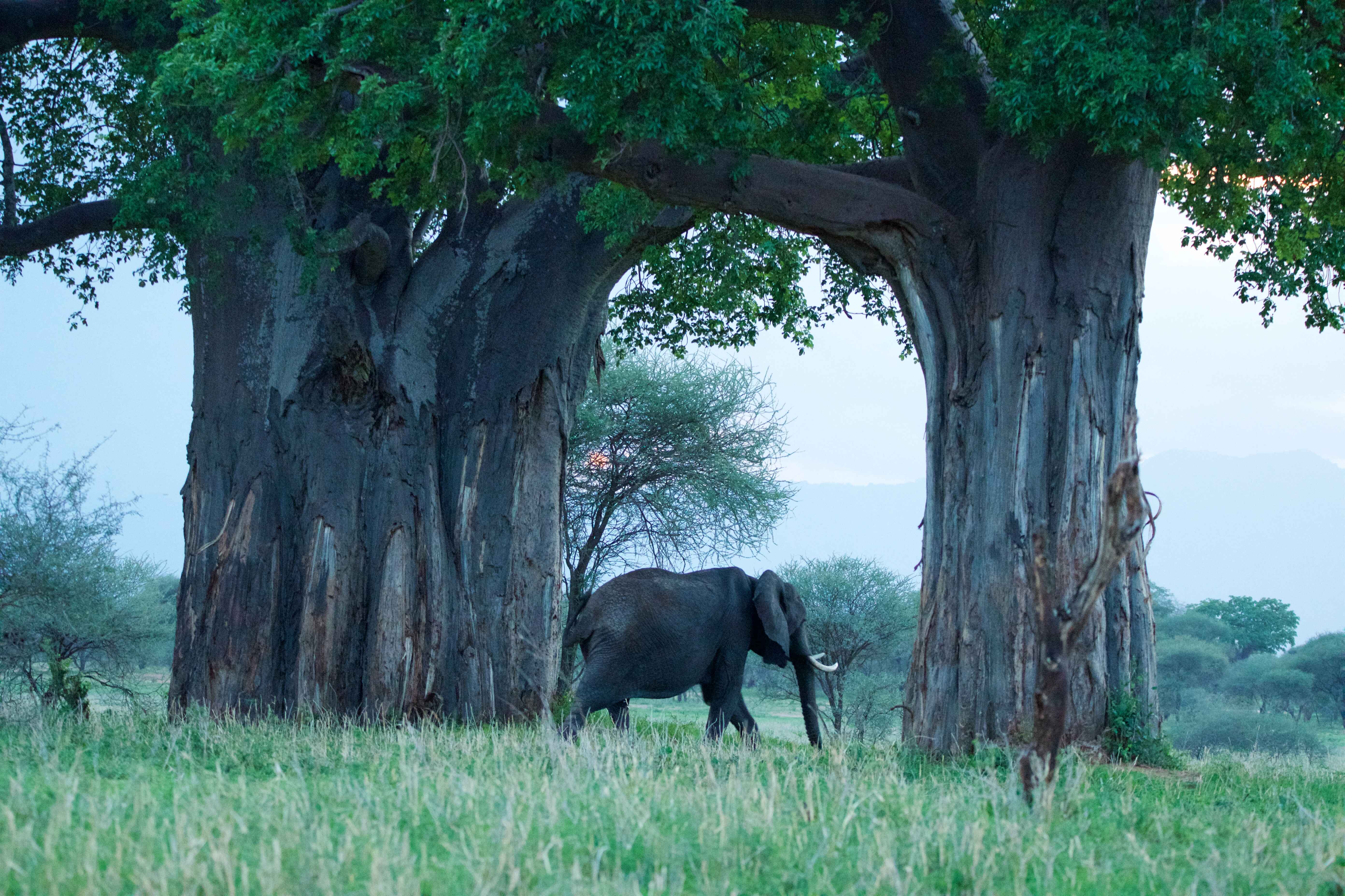 Tarangire Safari: Where Elephants Roam Beneath Ancient Baobabs