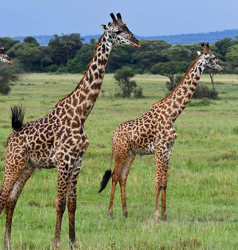 Group Safari Adventures