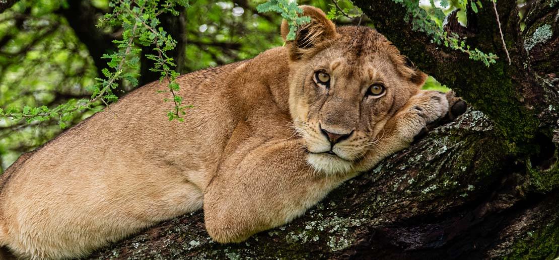 Lion laying on a tree branch at Lake Manyara National Park