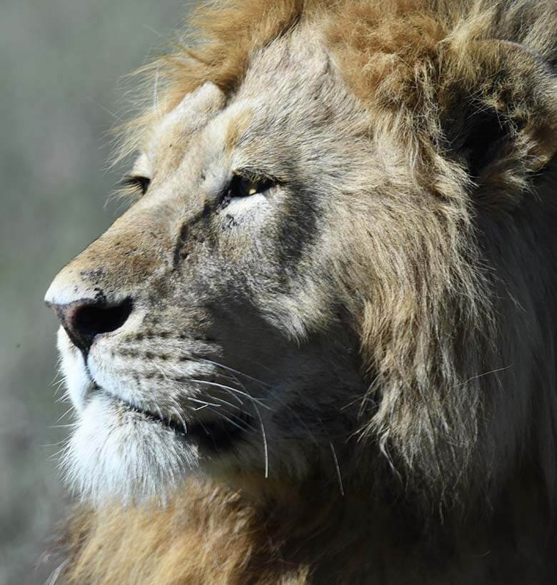 Exclusive Private Safaris