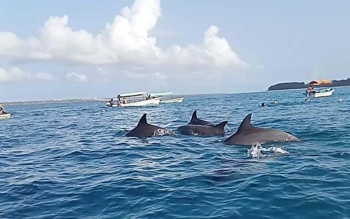 Dolphins swimming in the clear waters of Zanzibar