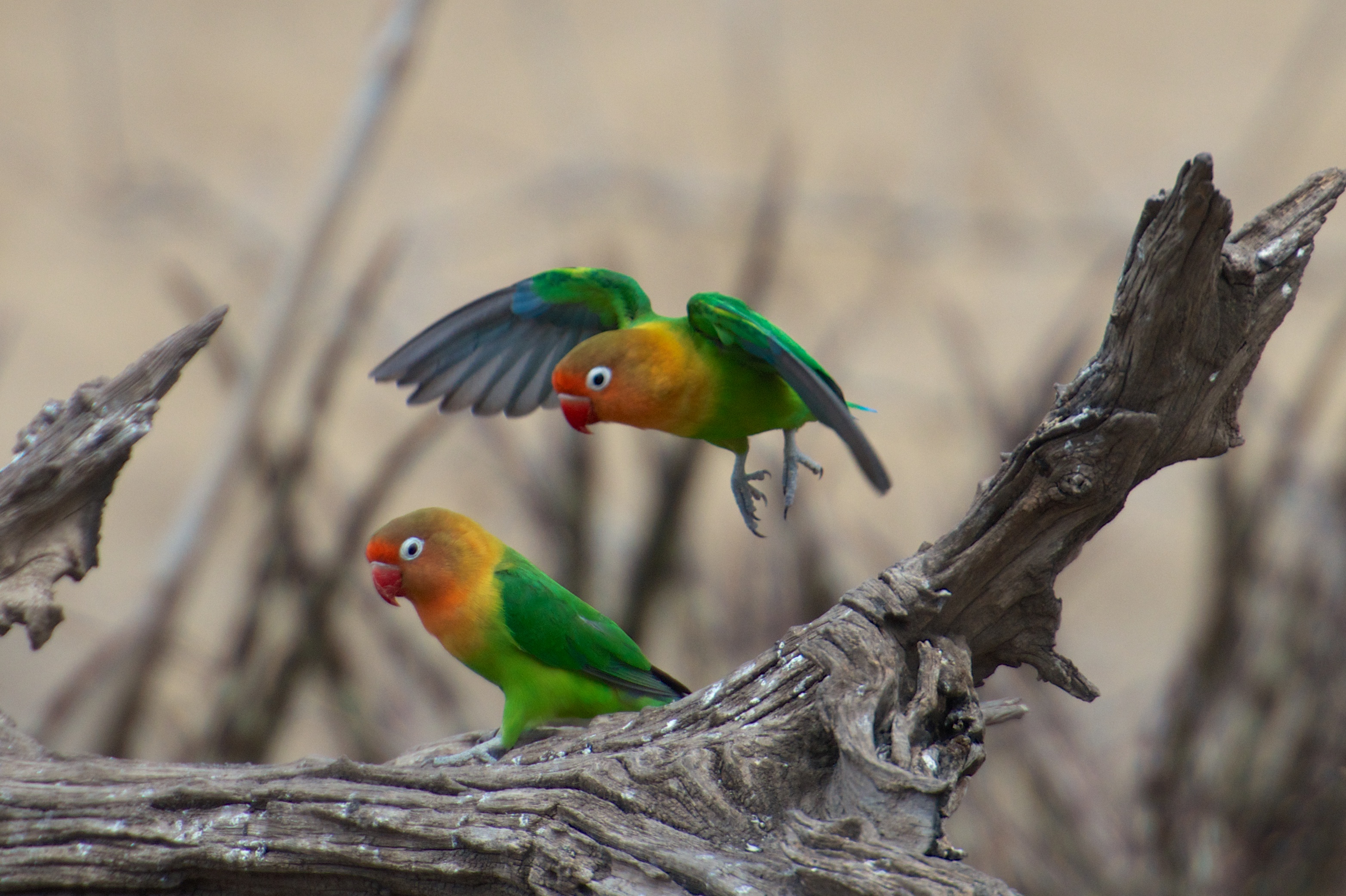 Two Fischer's lovebirds perched on a tree branch in Tarangire National Park