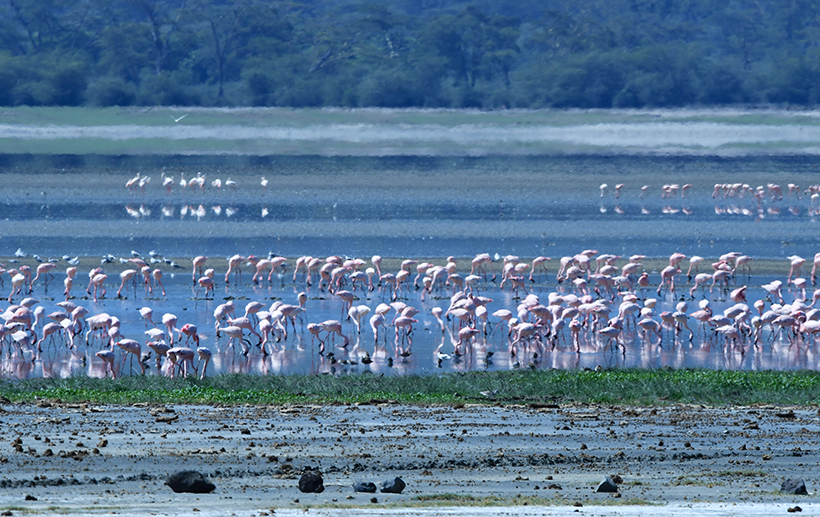 Flock of flamingos standing in the shallow waters of Lake Manyara