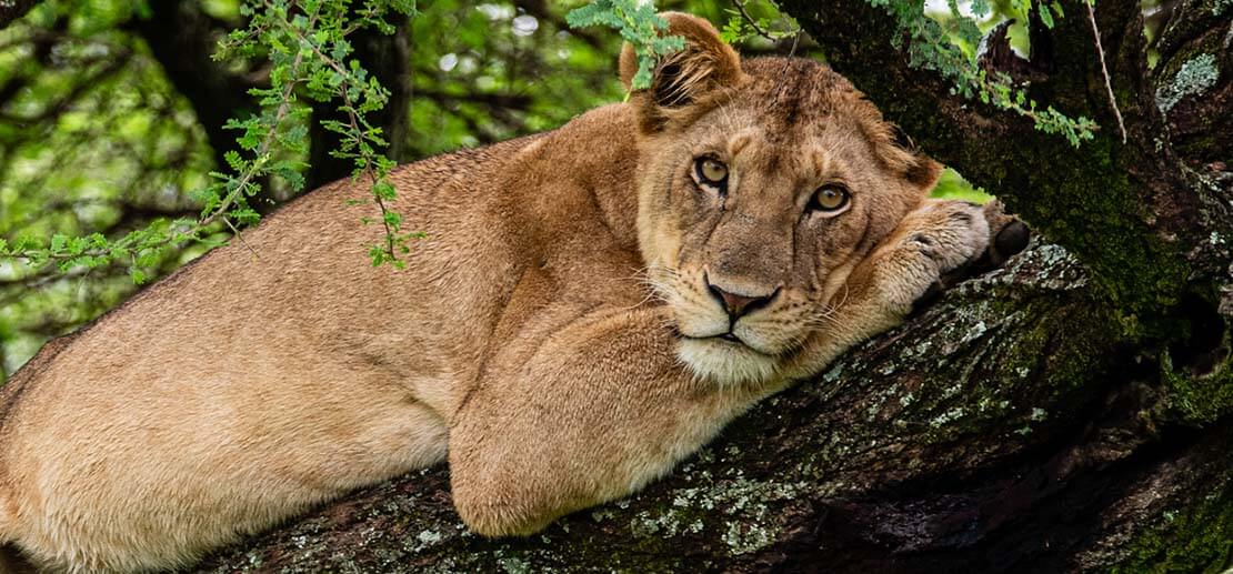 Lion laying on a tree branch at Lake Manyara National Park during a Mwewe Expeditions safari