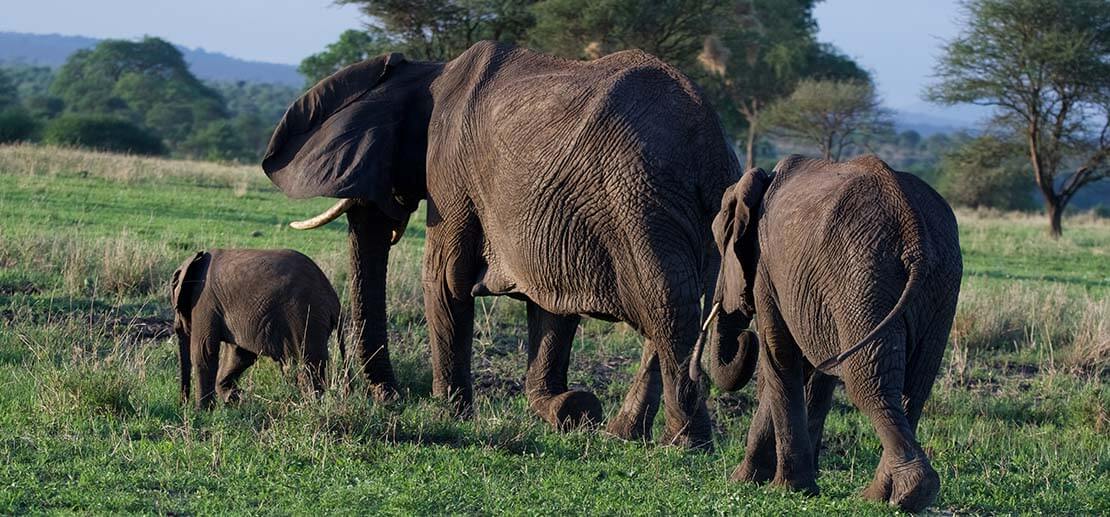 Three elephants walking majestically at Tarangire National Park during a Mwewe Expeditions safari