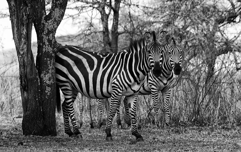 Two zebras grazing in Arusha National Park