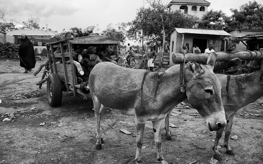 Two donkeys pulling a small caravan carrying firewood logs in Karatu town, Tanzania.