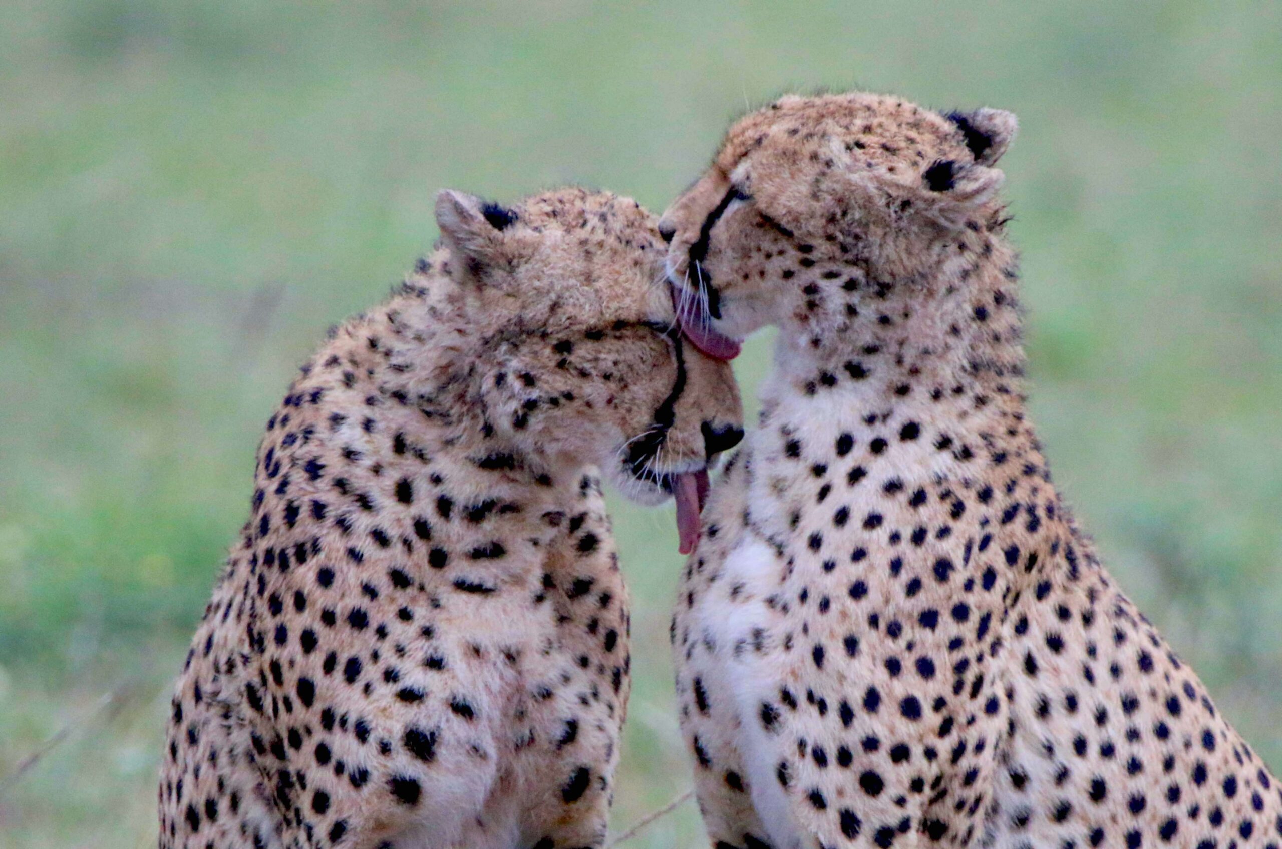 Two cheetahs groom each other in the sunlit savannah, their sleek fur glistening as they share a tender moment in Tanzania\'s wild landscape.