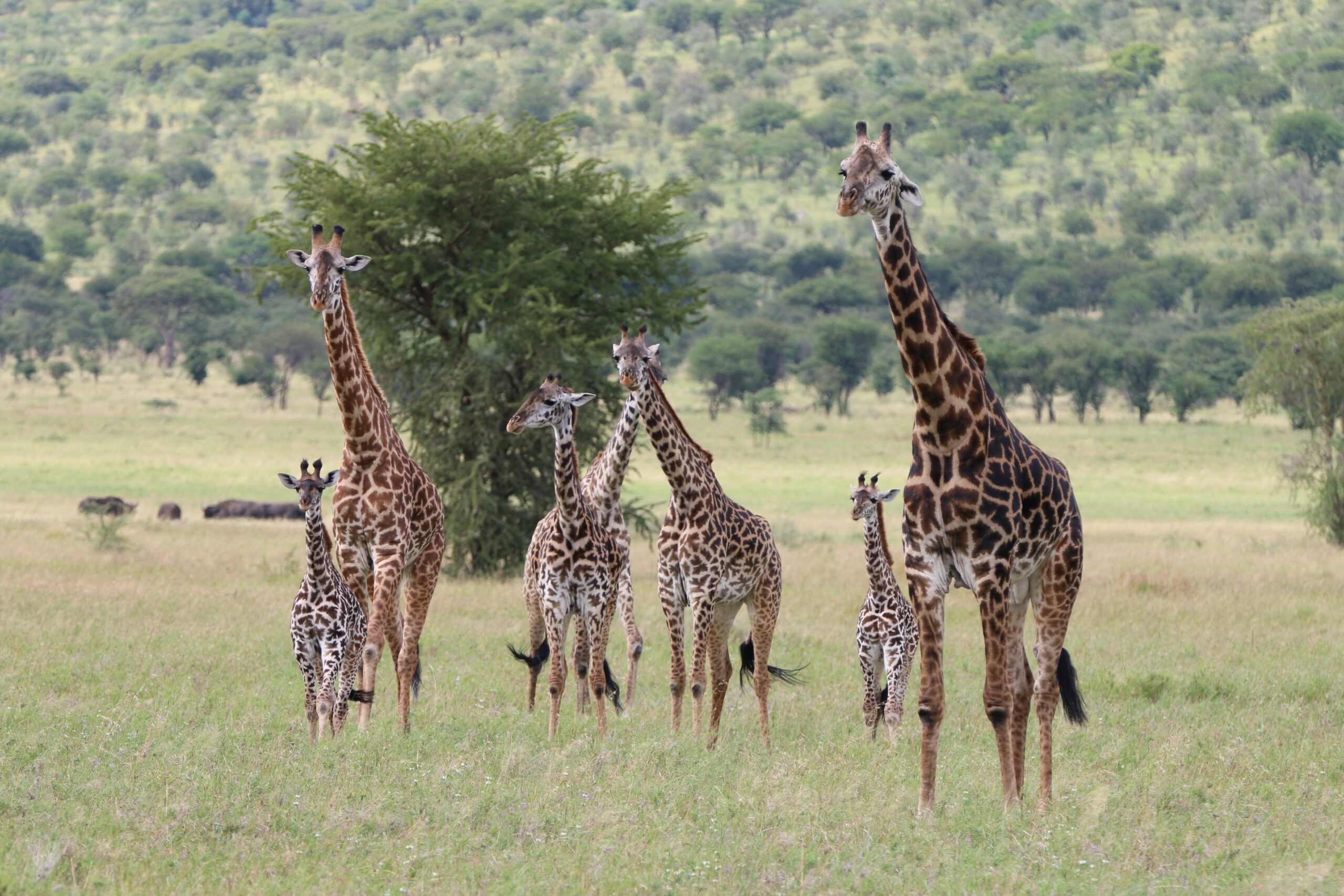 3. Seven elegant giraffes stand in a lush savannah; two mature adults watch over five youthful giraffes, capturing nature\'s beauty and family bonds.