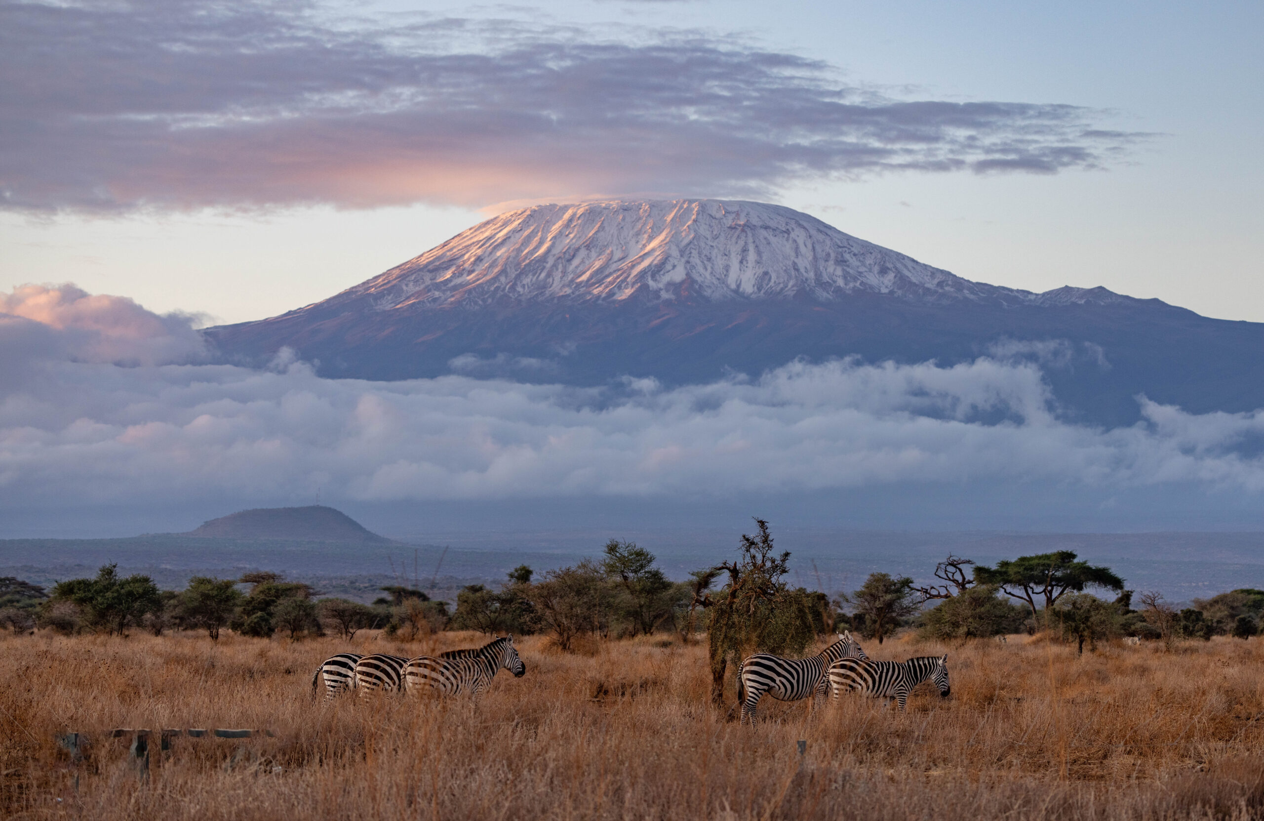 5. A breathtaking view of Mount Kilimanjaro rising above a vibrant ecosystem, with five zebras grazing peacefully on the lush plains below.