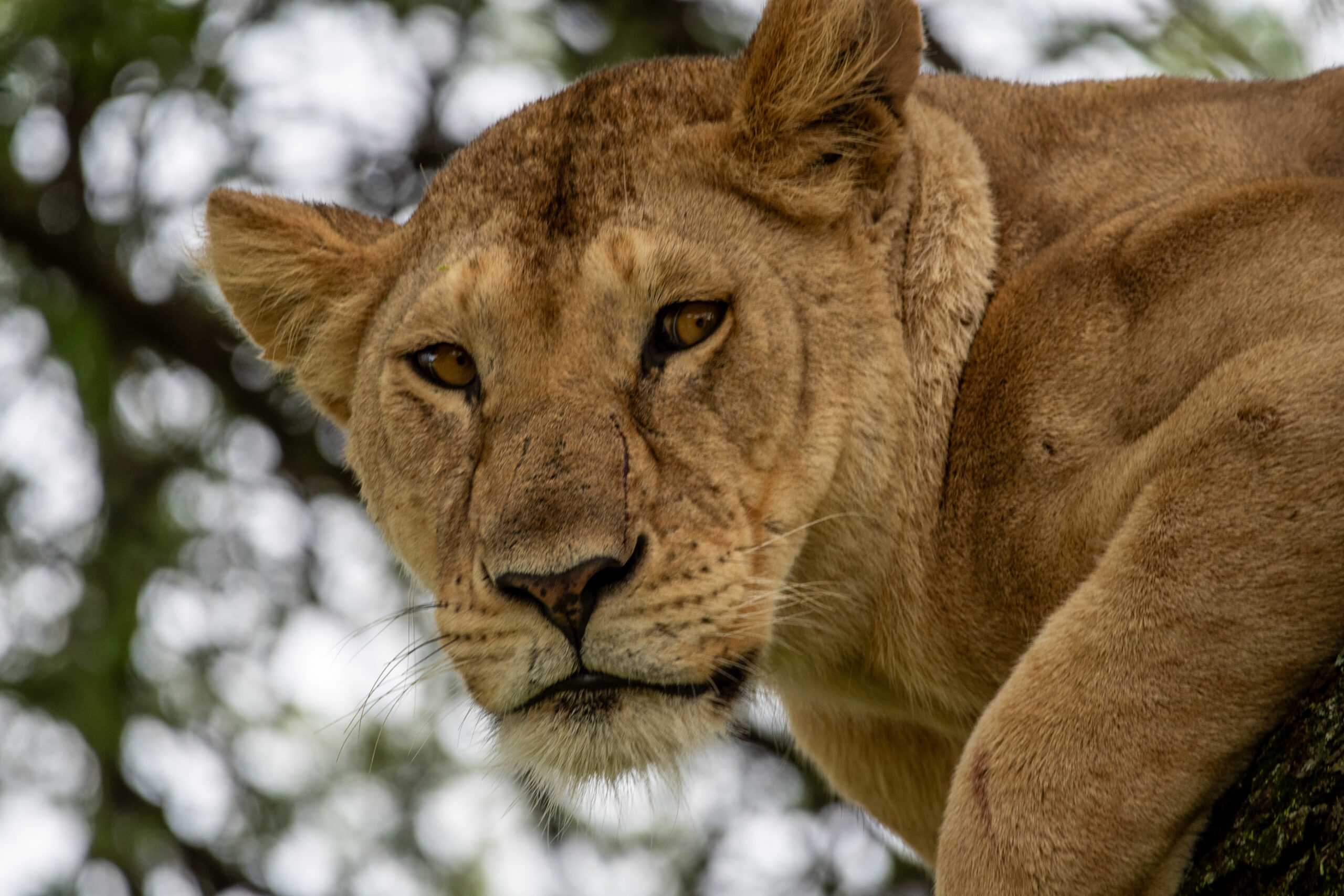 A fierce lion perched on a tree branch at Manyara National Park, with an intimidating, wild gaze.